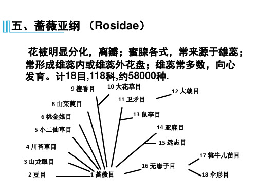 药用植物学 第四讲 蔷薇亚纲 (Rosidae)