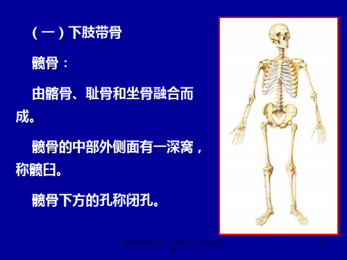 解剖学第2讲下肢骨颅骨及连结课件
