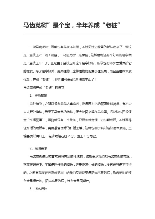 马齿苋树的养殖方法