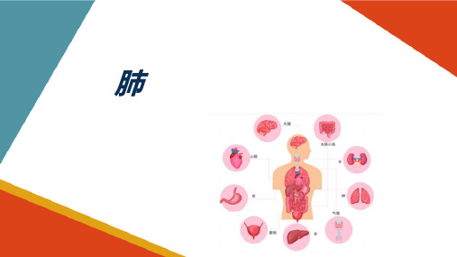 呼吸系统 呼吸系统解剖 肺 生理学课件