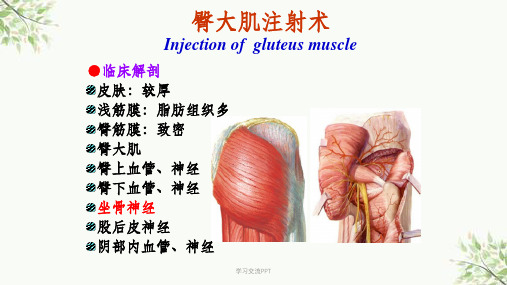 臀肌注射的解剖基础课件