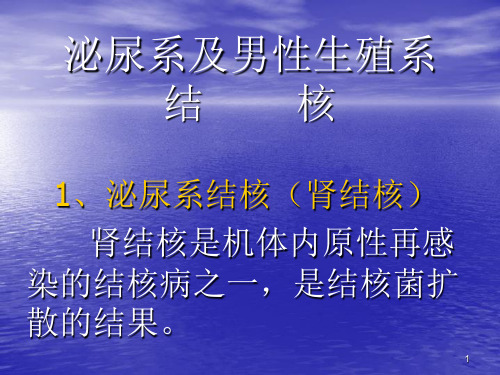 泌尿系及男性生殖系结核ppt课件