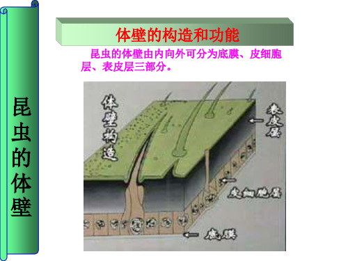 2昆虫的体壁