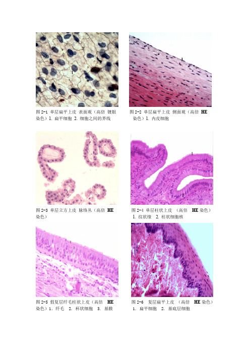 组织学和胚胎学实验图片