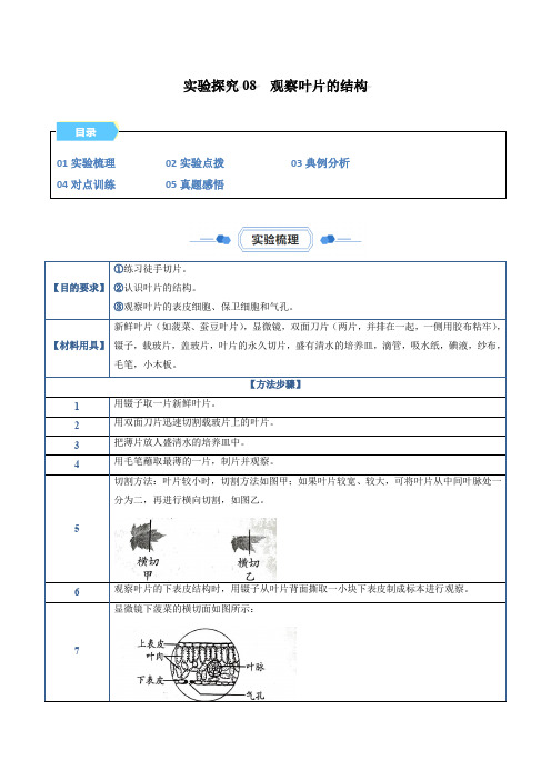 实验探究08  观察叶片的结构(解析版)