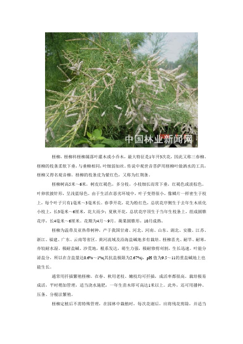 强耐盐碱树种——怪柳