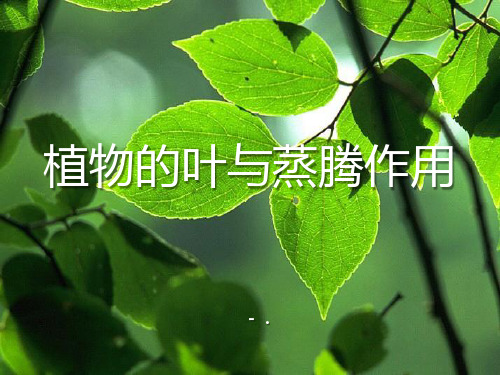 《植物的叶与蒸腾作用》PPT