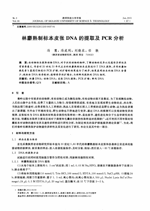 林麝熟制标本皮张DNA的提取及PCR分析