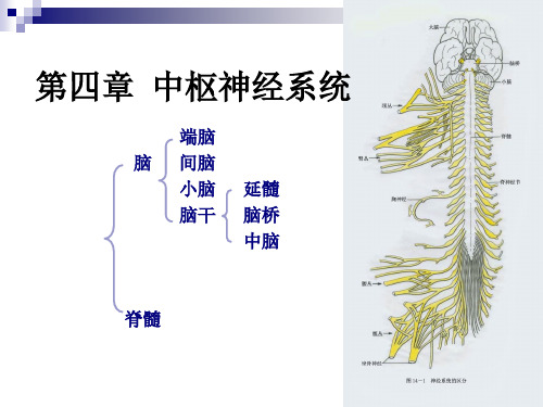 系统解剖学 脊髓