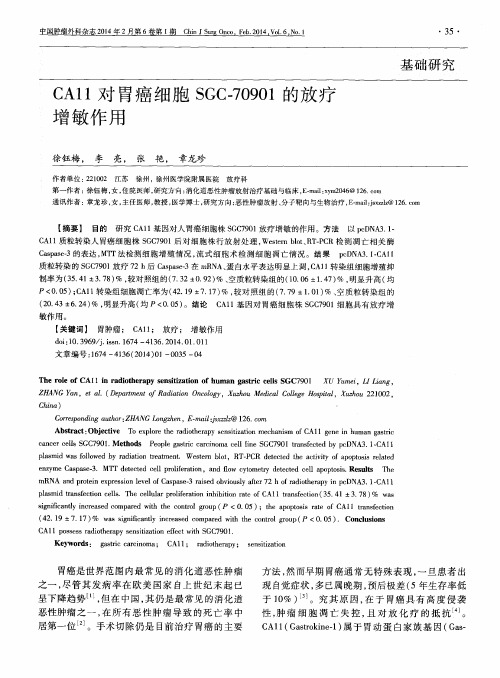 CA11对胃癌细胞SGC-70901的放疗增敏作用