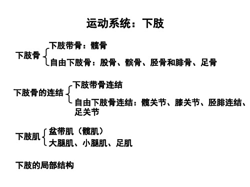 运动系统课件：下肢骨、关节、肌及局部结构