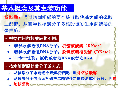 基因工程的酶学基础