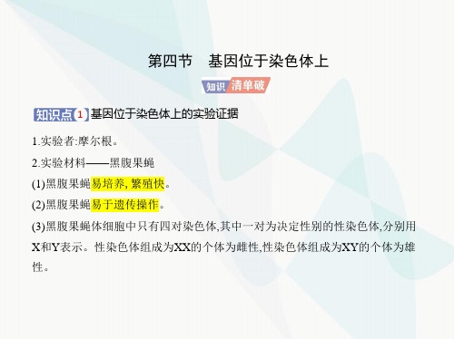 苏教版高中生物必修2第一章遗传的细胞基础第四节基因位于染色体上课件