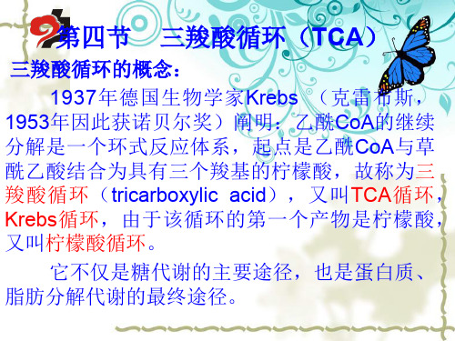 三羧酸循环(TCA)