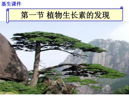 人教版教学教案云南省弥勒县庆来中学2011-2012学年生物必修3 3.1植物生长素的发现(课件)