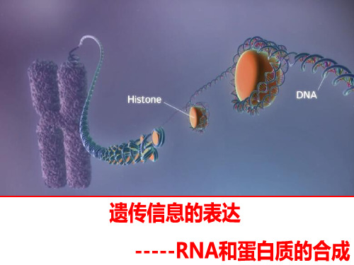 基因的表达(精品课件)