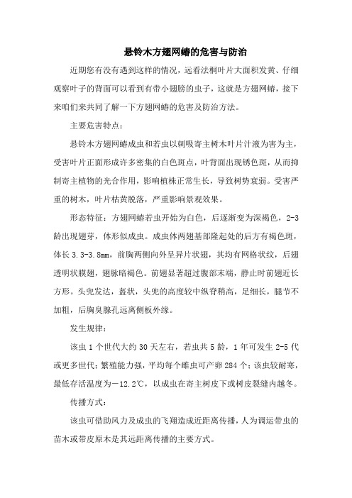 悬铃木方翅网蝽的危害与防治