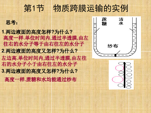 高考生物一轮复习 跨膜运输的实例名师课件