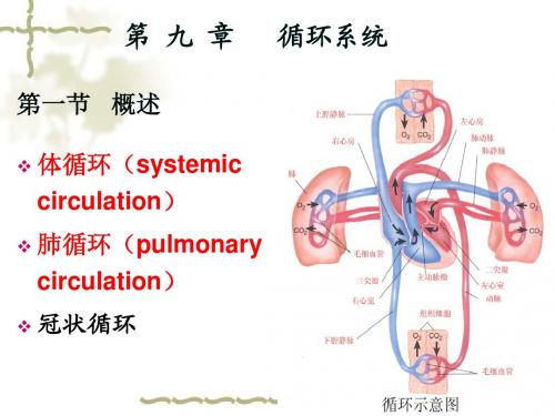 第 九 章   循环系统