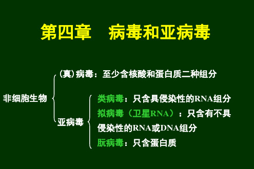 微生物 04 病毒和亚病毒