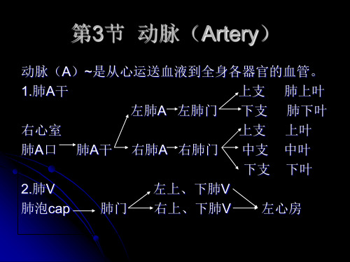 脉管系统之体循环的动脉_PPT幻灯片