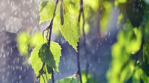 3 雨的四季课件及考点