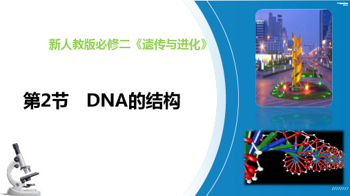 DNA的结构(课件)高一生物(人教版2019必修2)