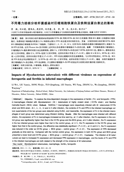 不同毒力结核分枝杆菌感染对巨噬细胞铁蛋白及铁转运蛋白表达的影响