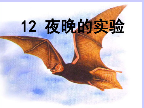 12夜晚的实验