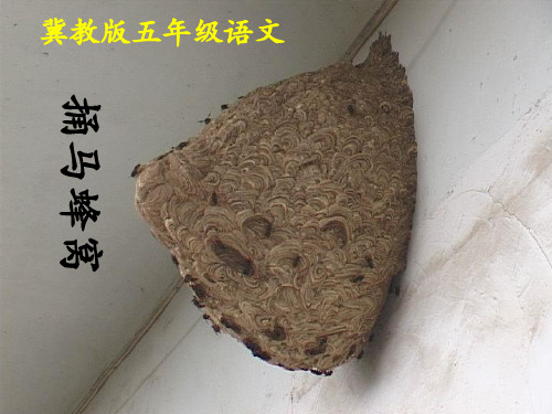 《捅马蜂窝》2PPT课件