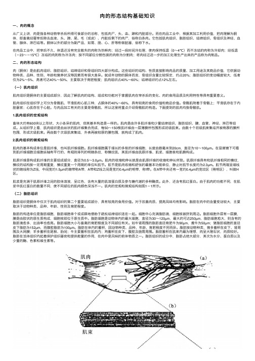 肉的形态结构基础知识