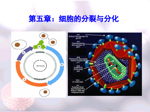 普通生物学：第5 章 细胞的分裂与分化