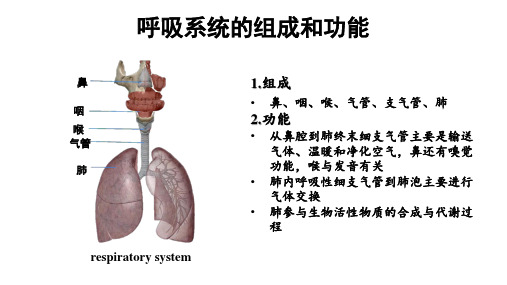 组织与胚胎学---呼吸系统