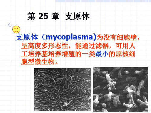 微生物-四体.ppt