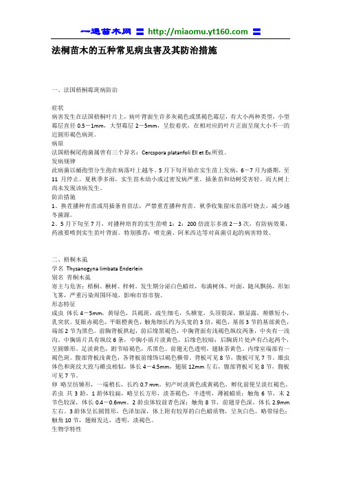 法桐苗木的五种常见病虫害及其防治措施