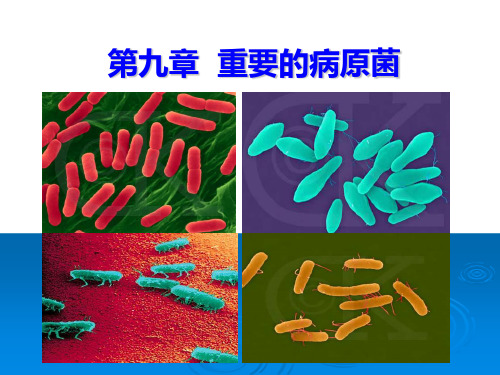 《微生物学》课件第九章 重要的病原菌.ppt