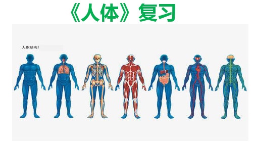 人体-2023年中考生物跨学科案列分析(上海专用)