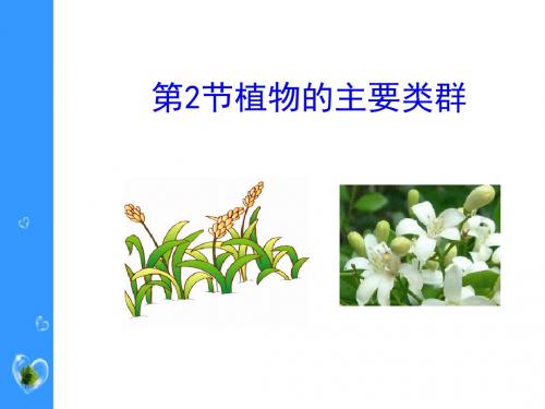 《植物的主要类群》PPT