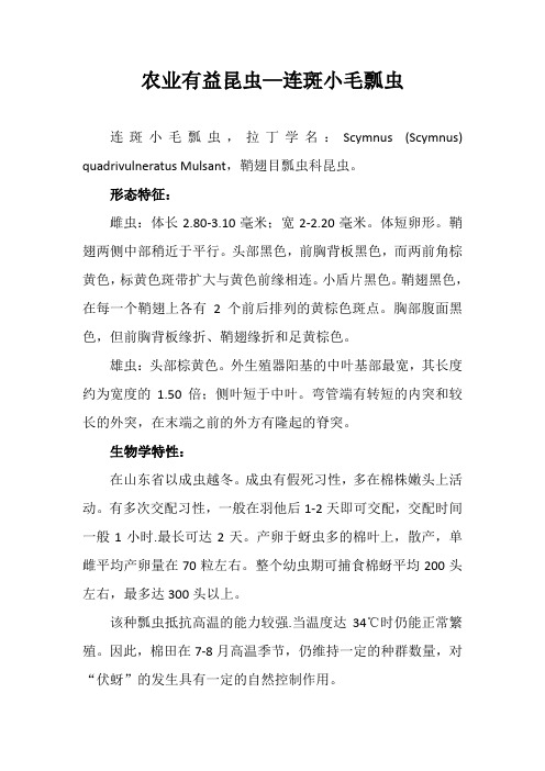 农业有益昆虫—连斑小毛瓢虫