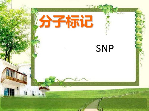 分子标记—SNP