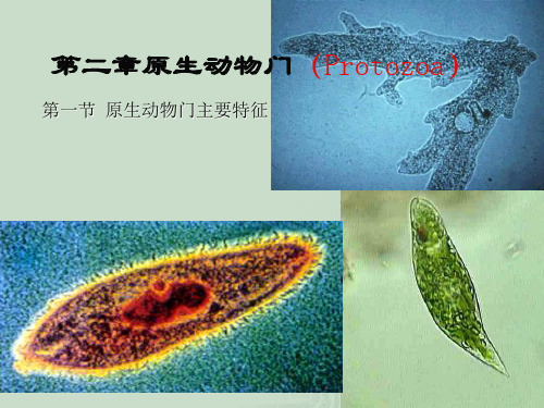 高中生物竞赛资料-动物学-第2章 原生动物门