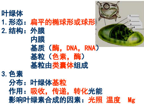 绿叶中色素的提取与分离