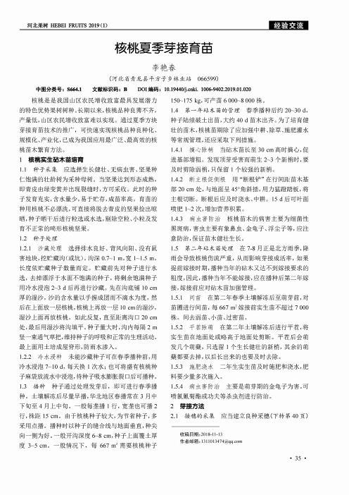 核桃夏季芽接育苗