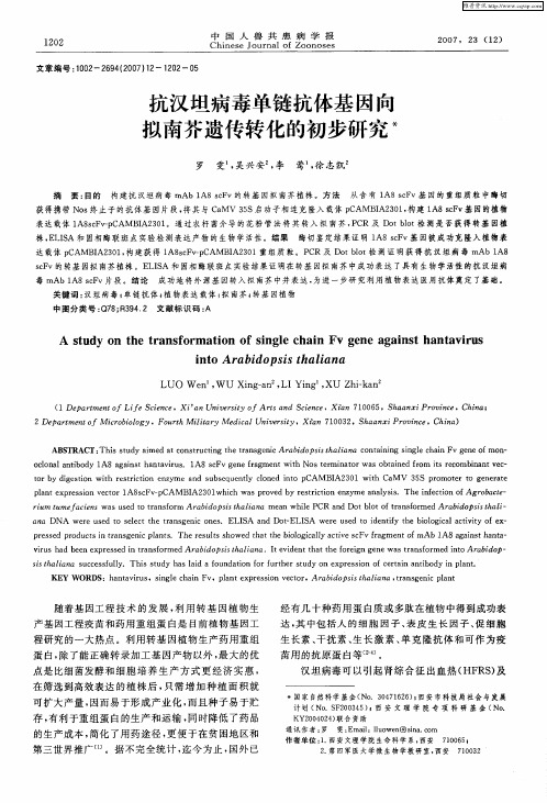 抗汉坦病毒单链抗体基因向拟南芥遗传转化的初步研究