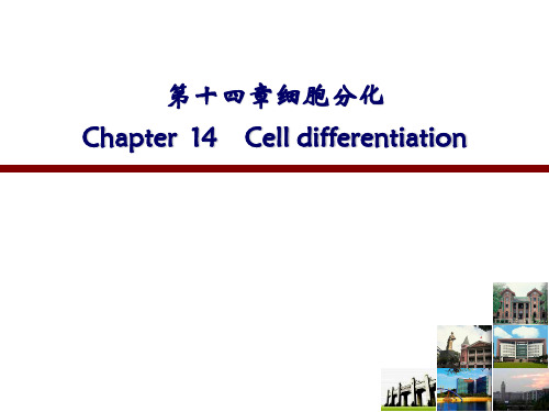 医学细胞生物学:14 细胞分化