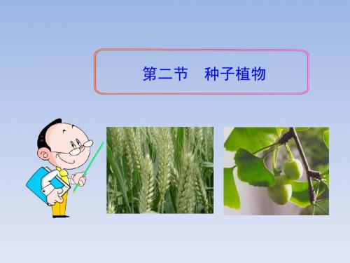 15种子植物