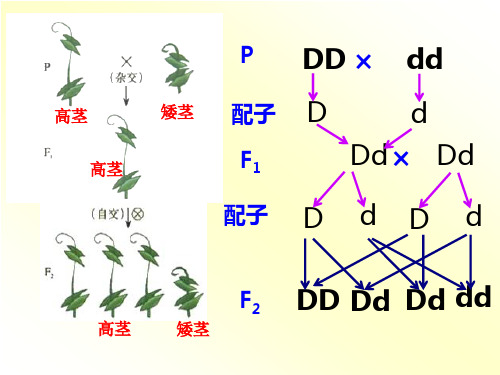 高一生物人教版必修2第二章 第1节减数分裂和受精作用减数分裂 (第一课时) (共135张PPT)