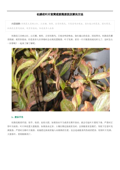 杜鹃花叶片变黄或脱落原因及解决方法