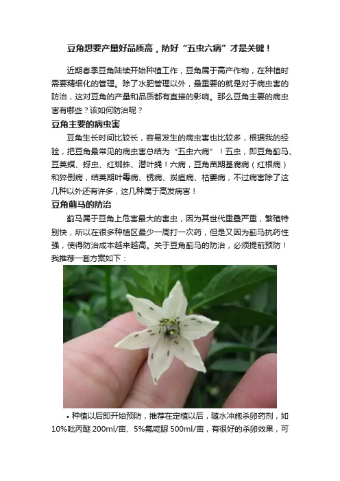 豆角想要产量好品质高，防好“五虫六病”才是关键！