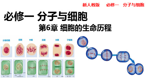 第6章细胞的生命历程课件 高一上学期生物人教版必修1